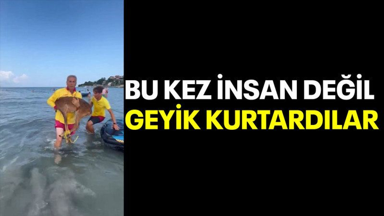 Bu kez insan değil geyik kurtardılar!
